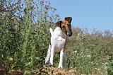 FOX TERRIER POIL LISSE 002